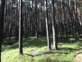 Thumbnail of IMG_0919.jpg